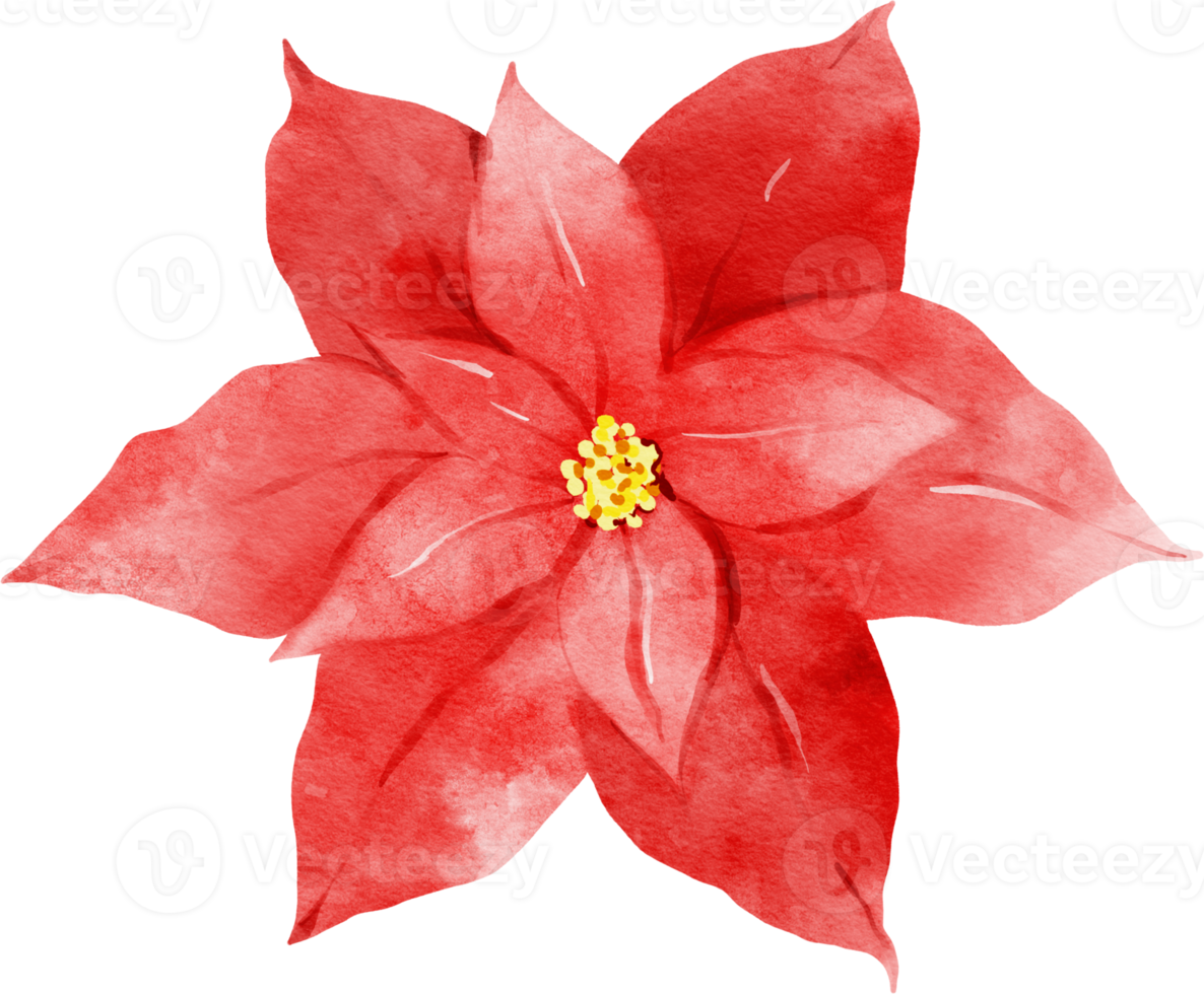 Poinsettia Christmas Flowers Watercolor png