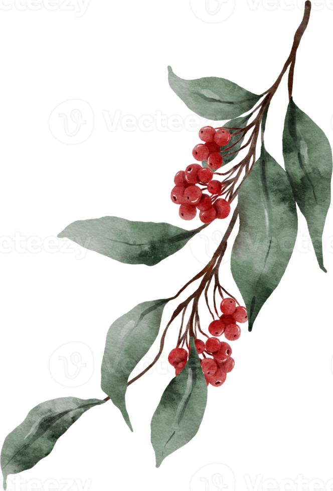Watercolor Christmas Leaves and Holly png