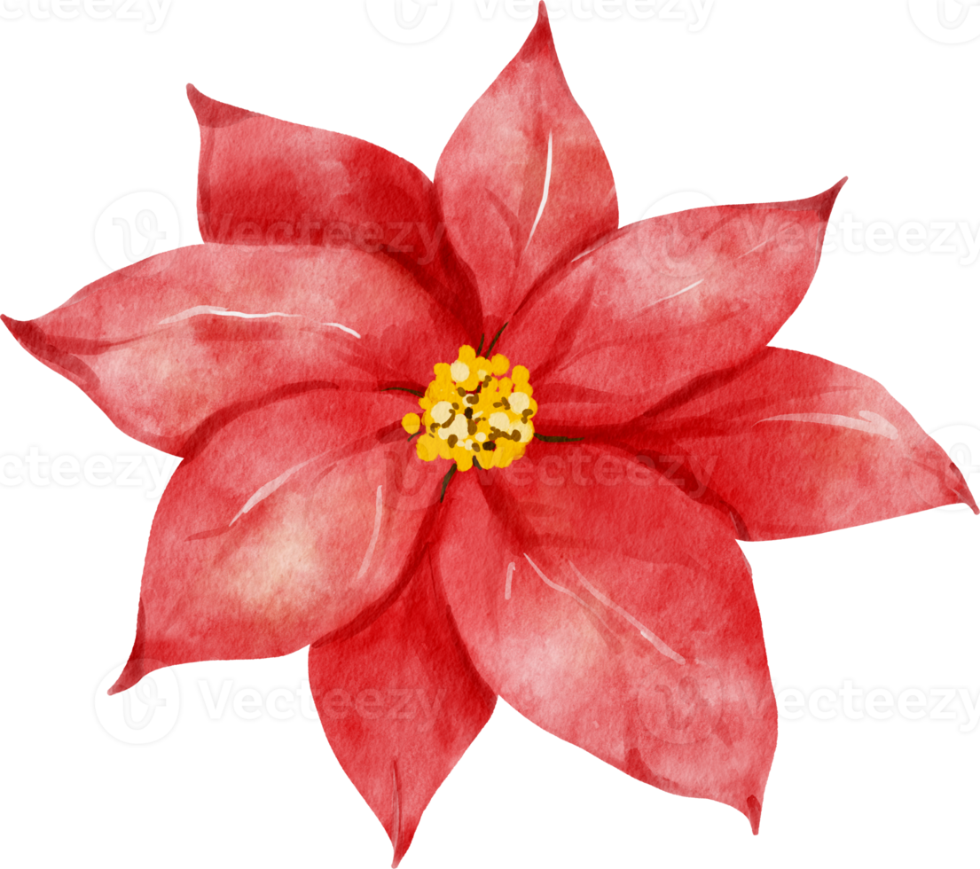 kerstster Kerstmis bloemen waterverf png