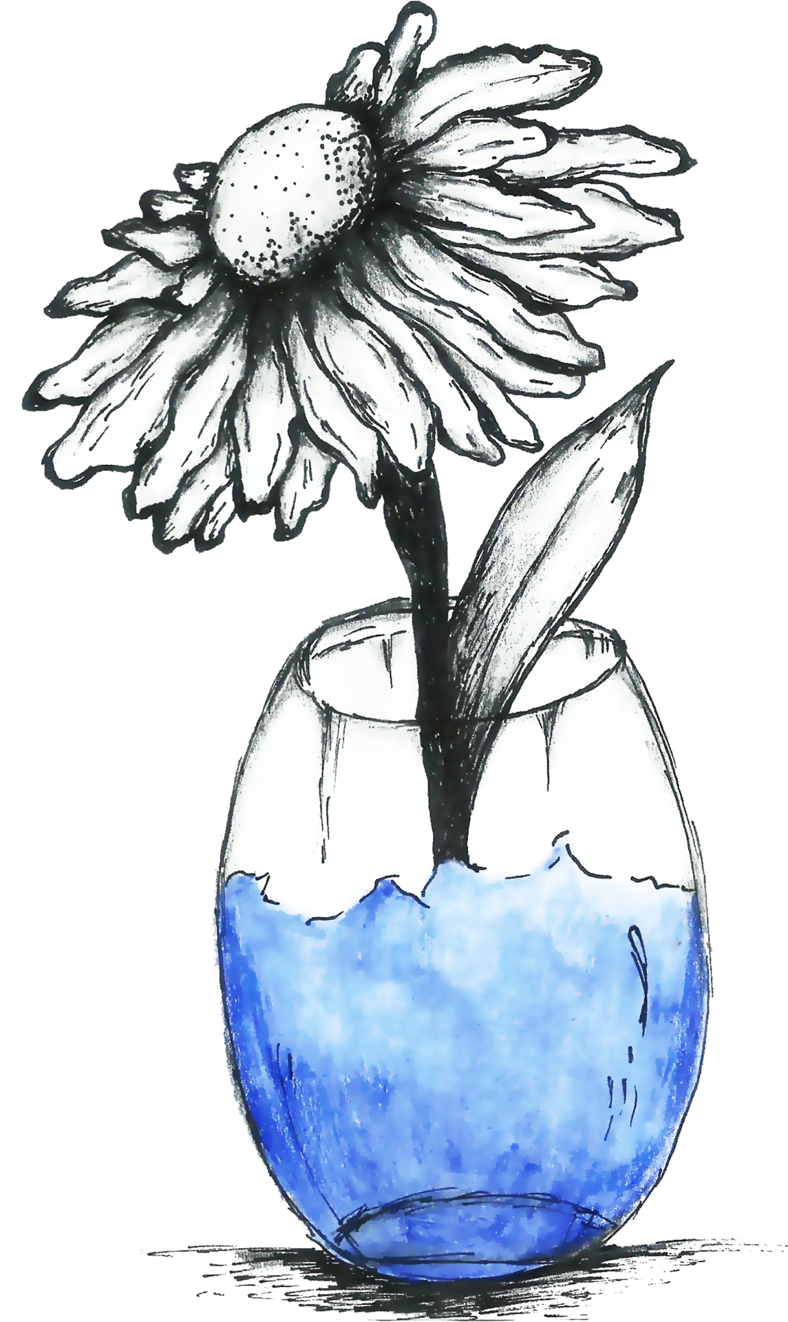 Sketch Flower in Vase 14401520 PNG
