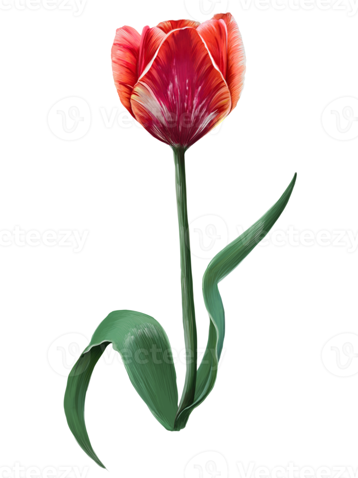 tulipe rouge avec des veines blanches dessin à main levée png