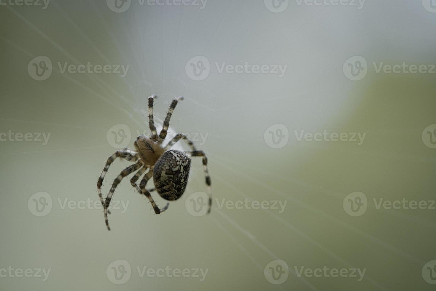 araña cruzada en una telaraña, al acecho de presas. fondo borroso foto