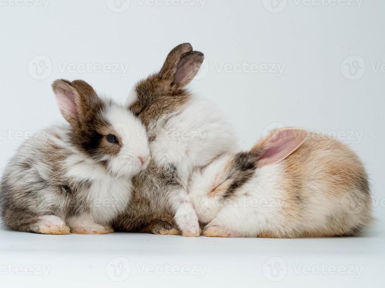 Rabbit group pet animal wild white brown color pretty beautiful mammal bunny small young farm baby portrait indoor studio symbol decoration ornament easter egg ear happy spring season holiday concept photo