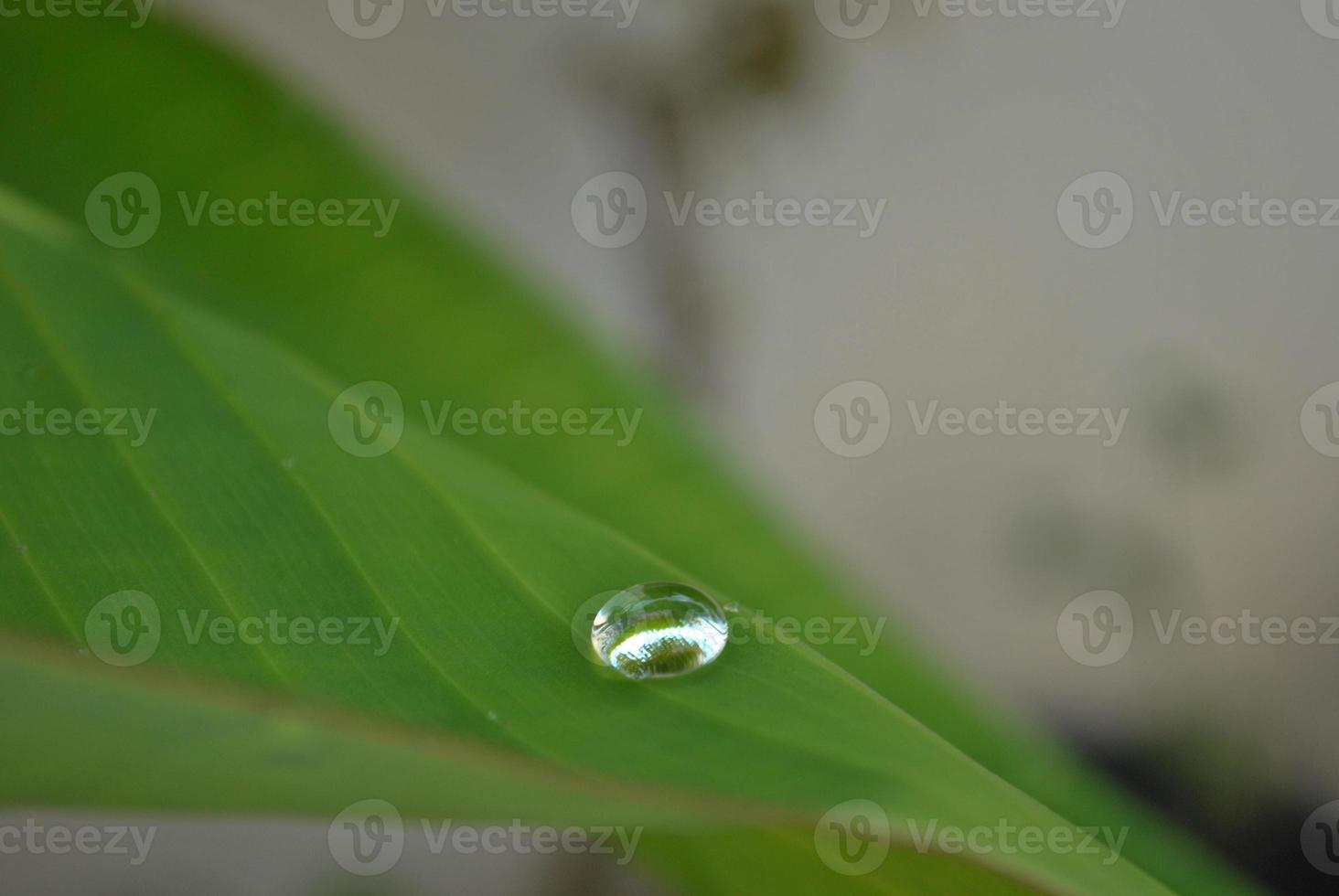 Raindrop on green leave background photo