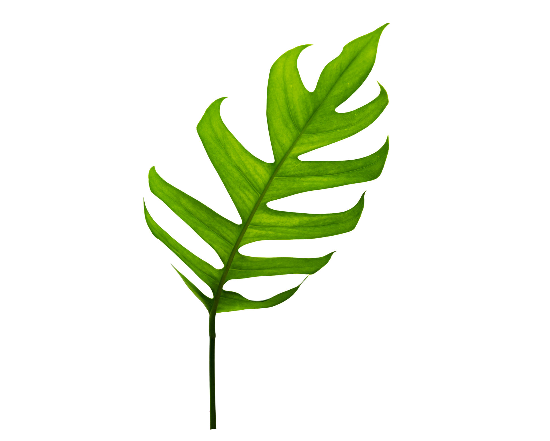 Free tropical jungle monstera leaves isolated on transparent background ...