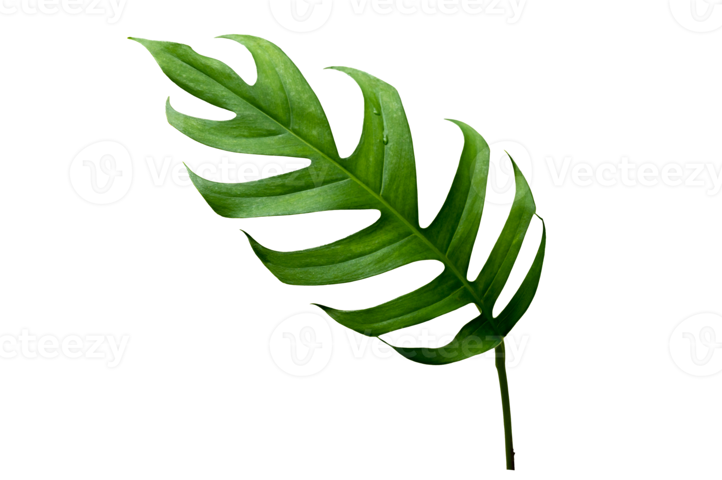 tropical jungle monstera leaves isolated on transparent background PNG file