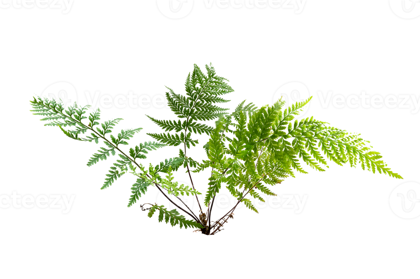 fern leaf leaves isolated on transparent background PNG file