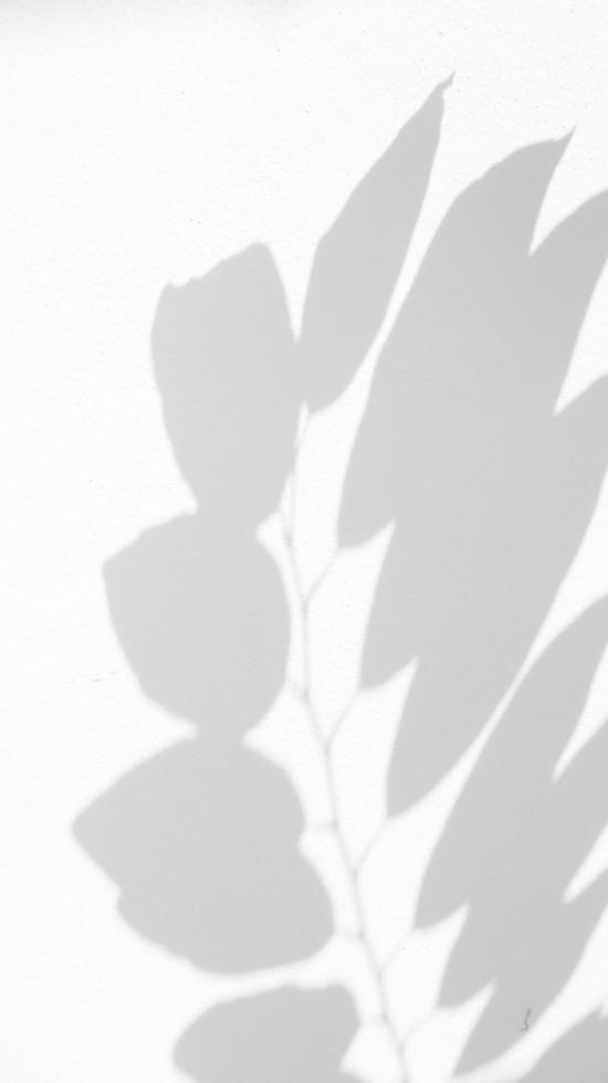 Seamless texture of white cement wall a rough surface and leaf shadow, with space for text, for a background photo