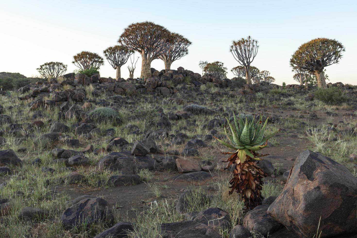 Aloe and green grass in quiver tree forest photo