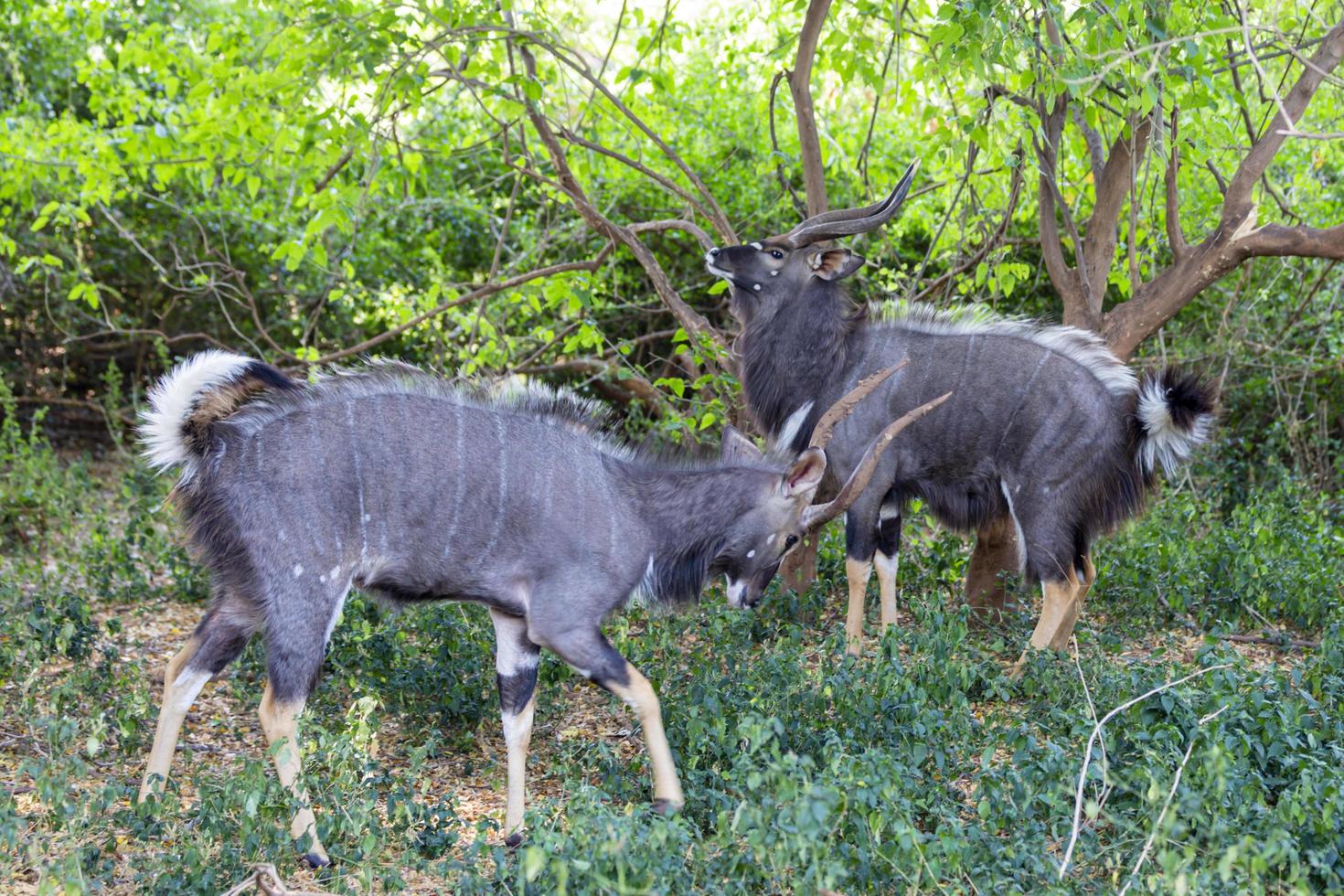 Two nyala bulls in a standoff photo