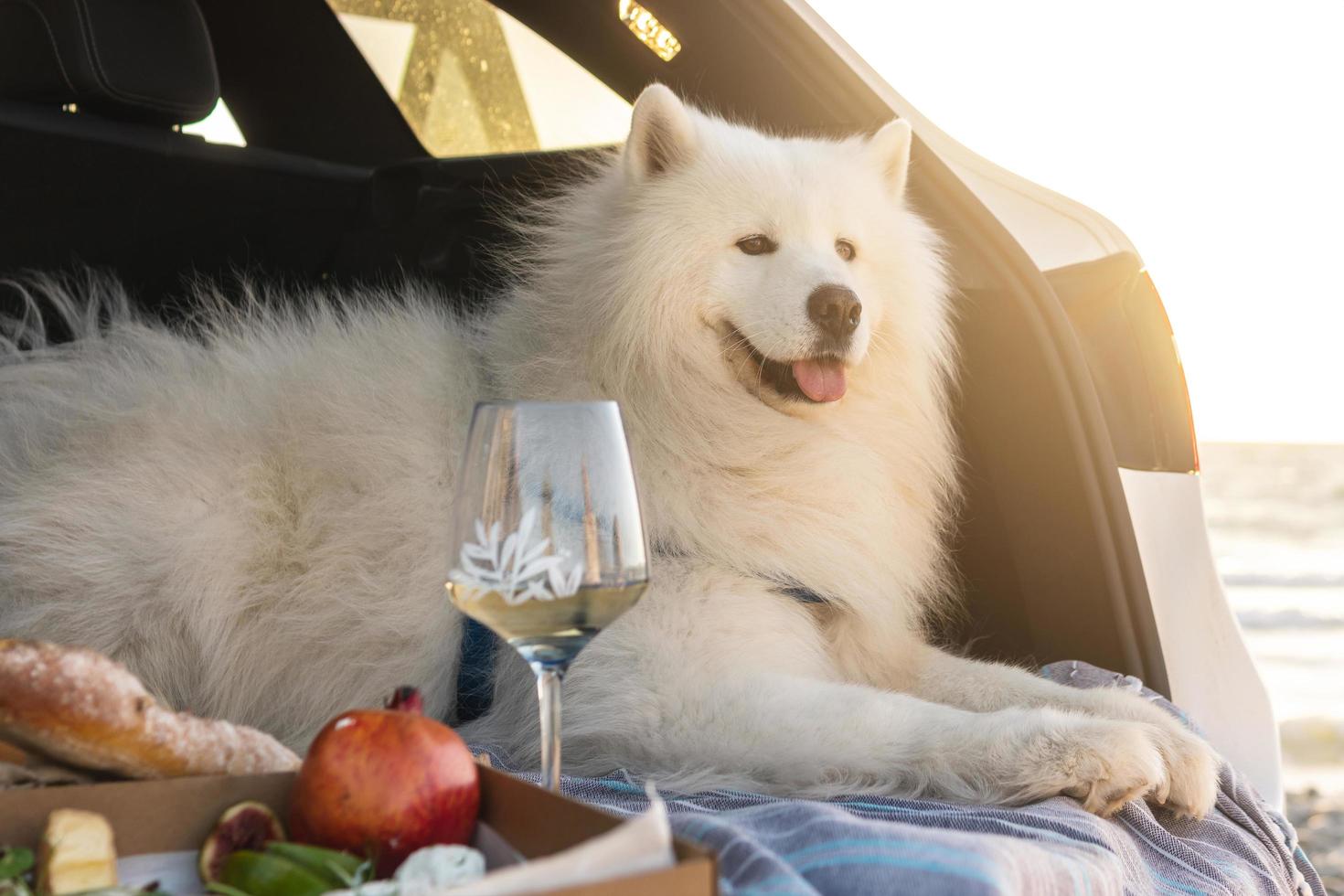 Perro samoyedo sentado en el maletero del coche durante un picnic en la playa foto