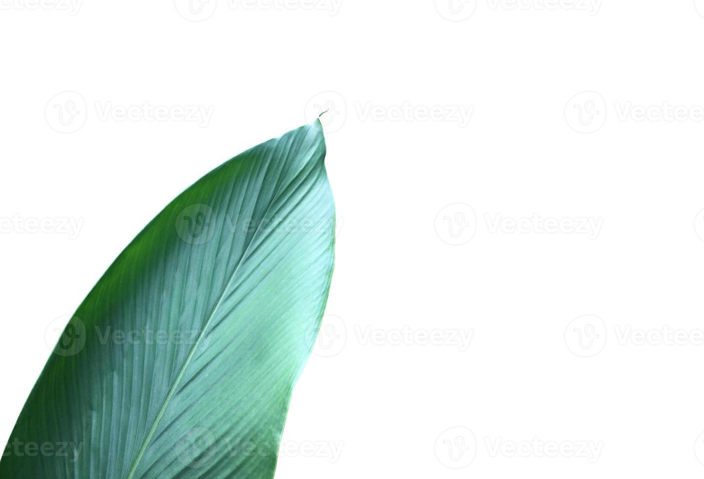 Isolated turmeric leaf with clipping paths. photo