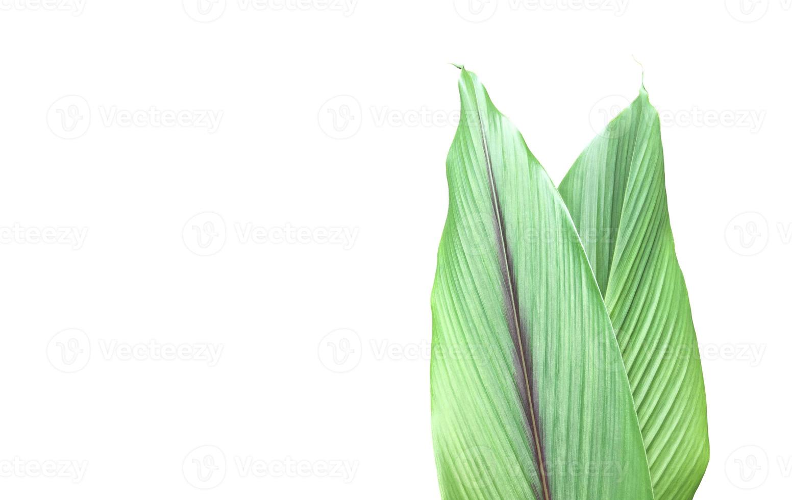 Isolated turmeric leaf with clipping paths. photo