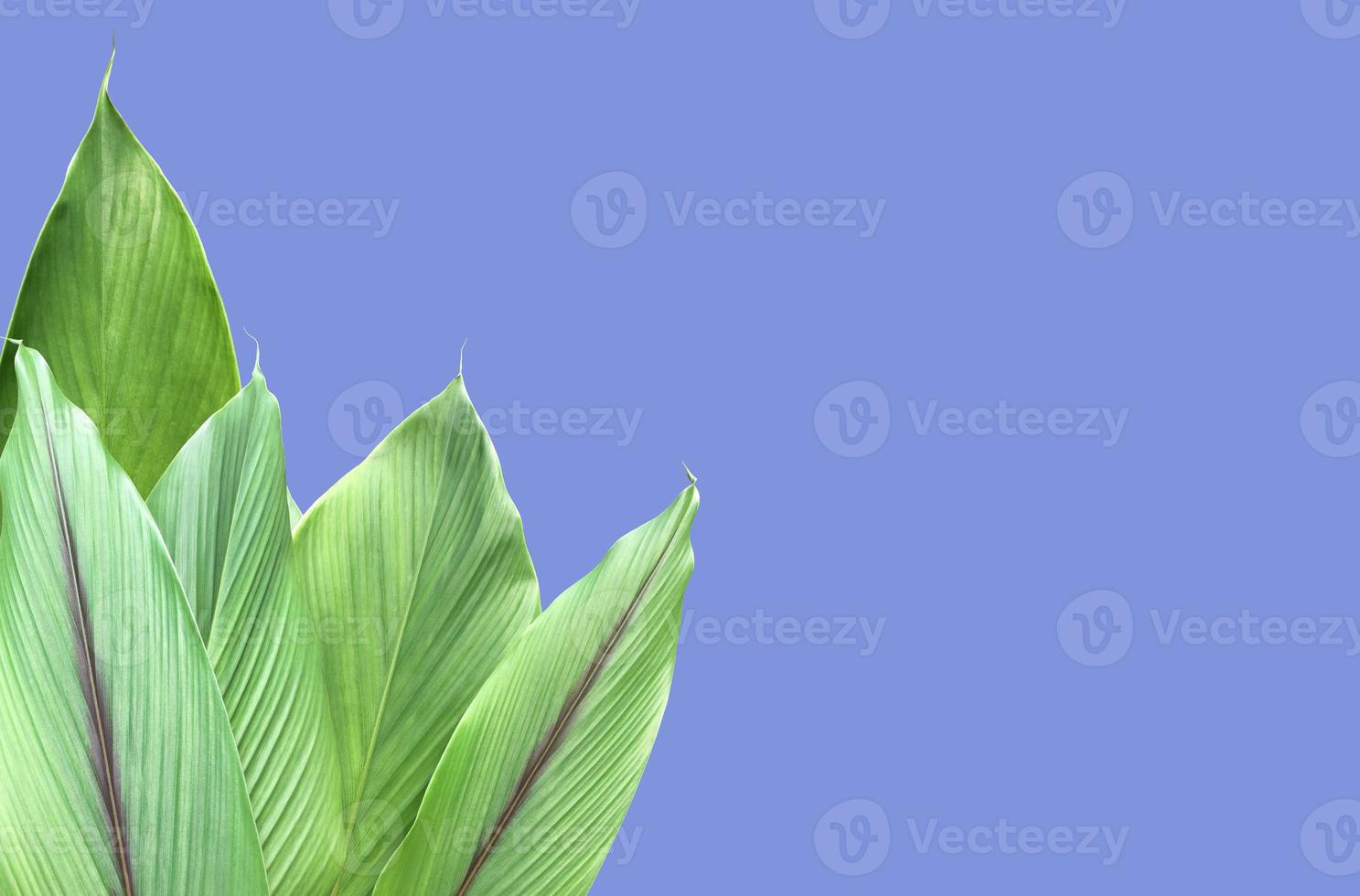 Isolated turmeric leaf with clipping paths. photo
