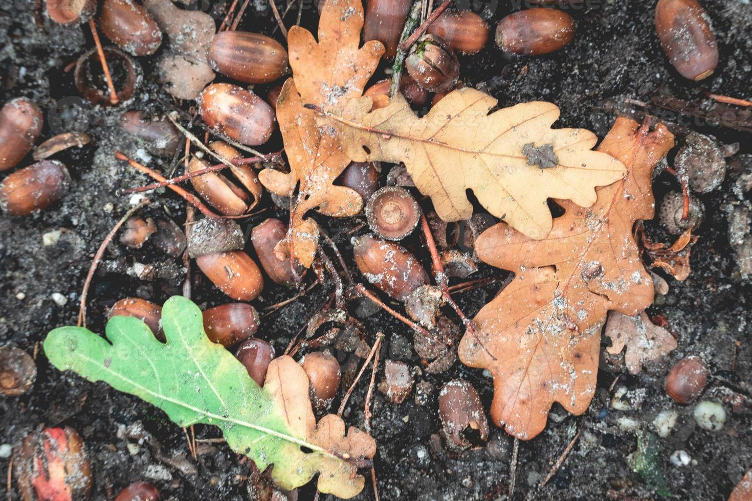 Oak Leaves on the ground, Nice autumn colors. photo