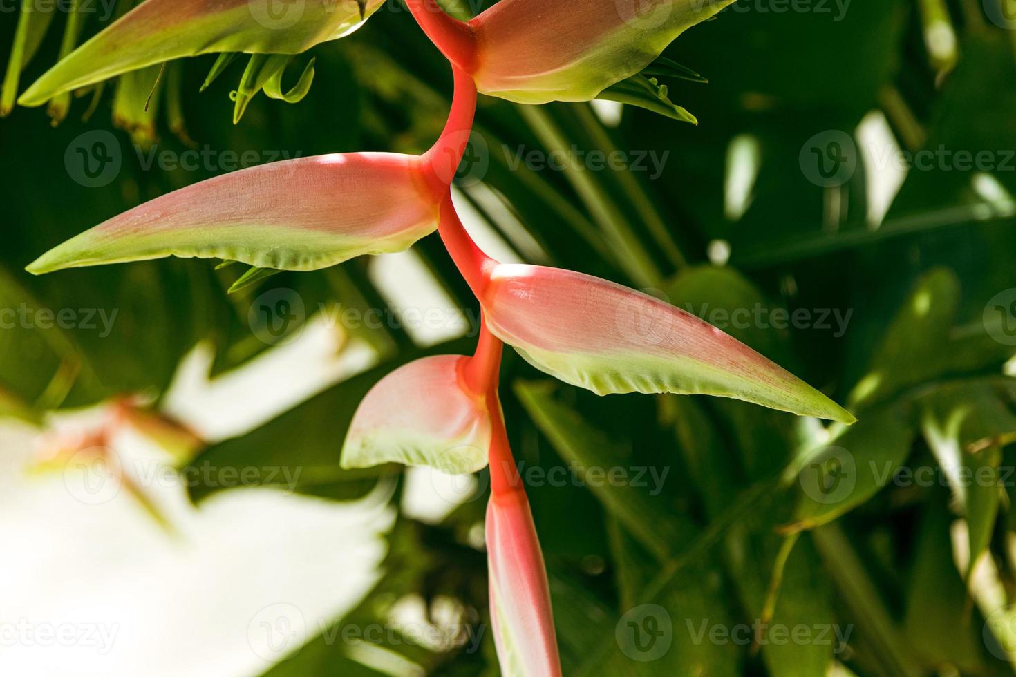 Closeup of hanging lobster claw plant in tropical forest. photo