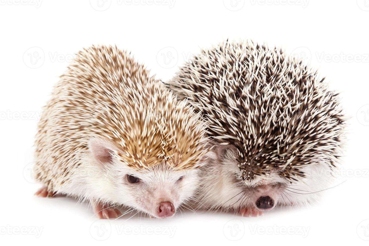 African hedgehogs view photo