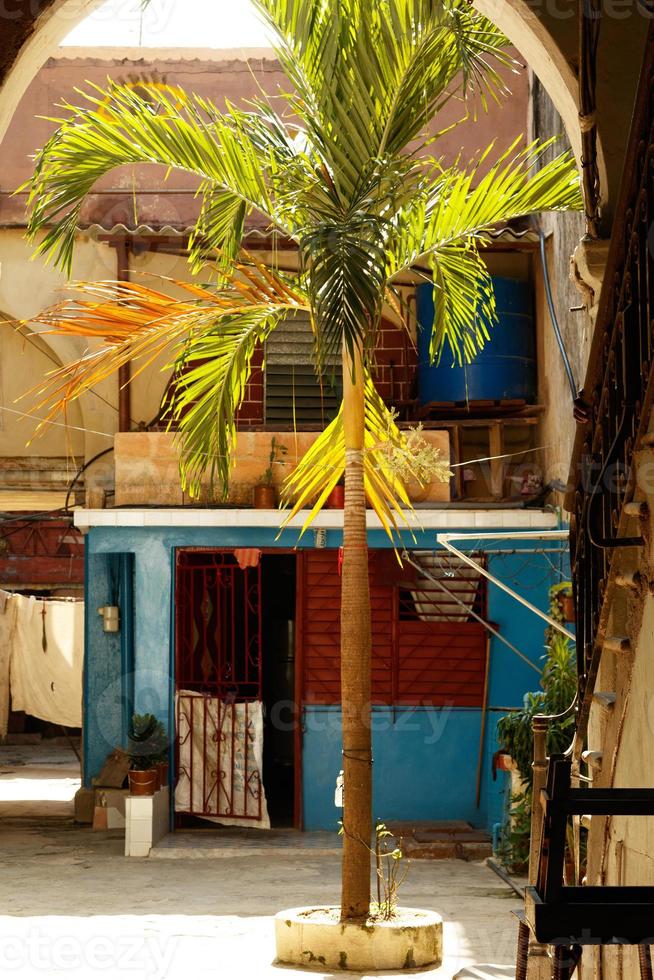 Palm tree in a Havana city slums photo
