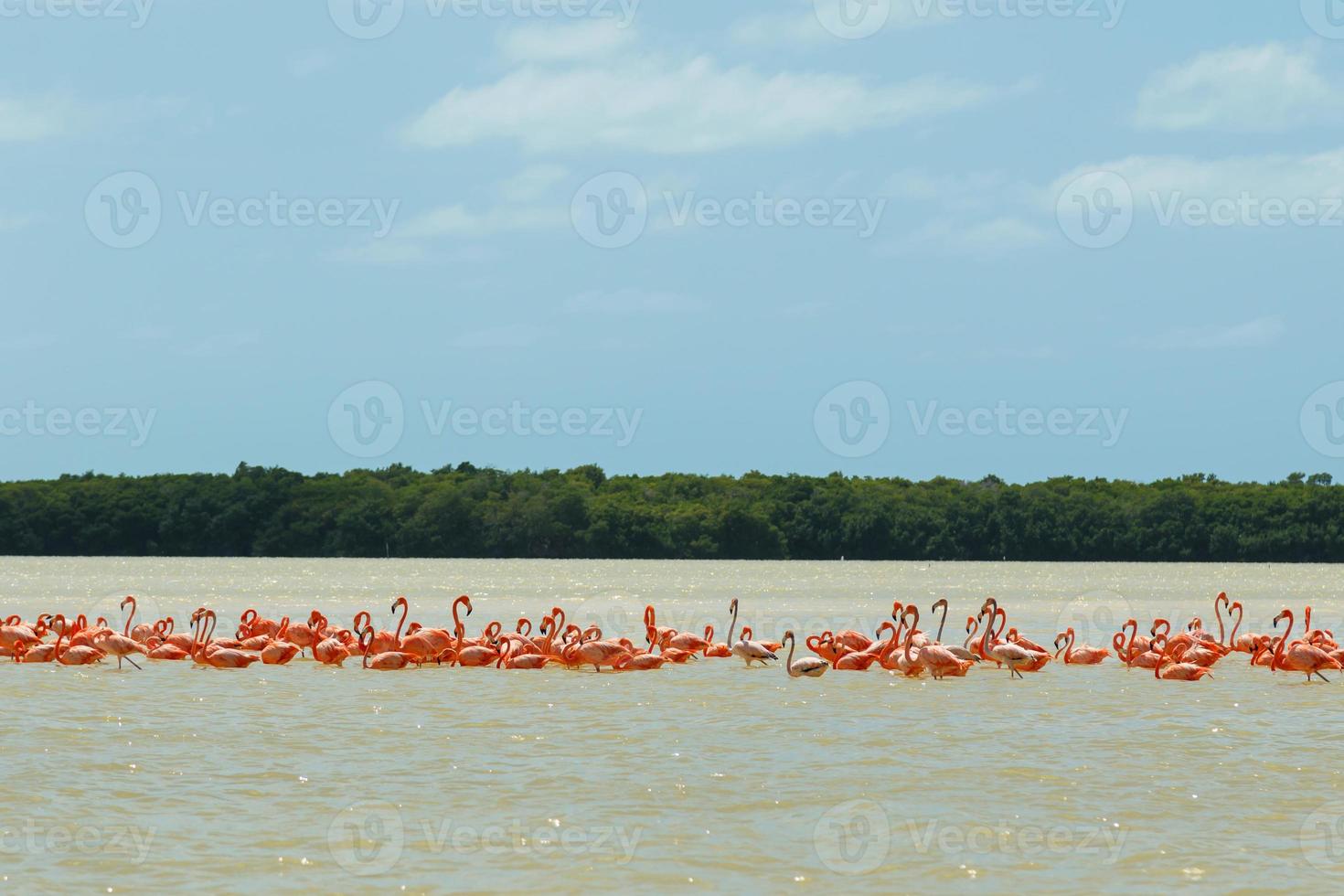 Group of beautiful pink flamingos. Celestun, Mexico. photo