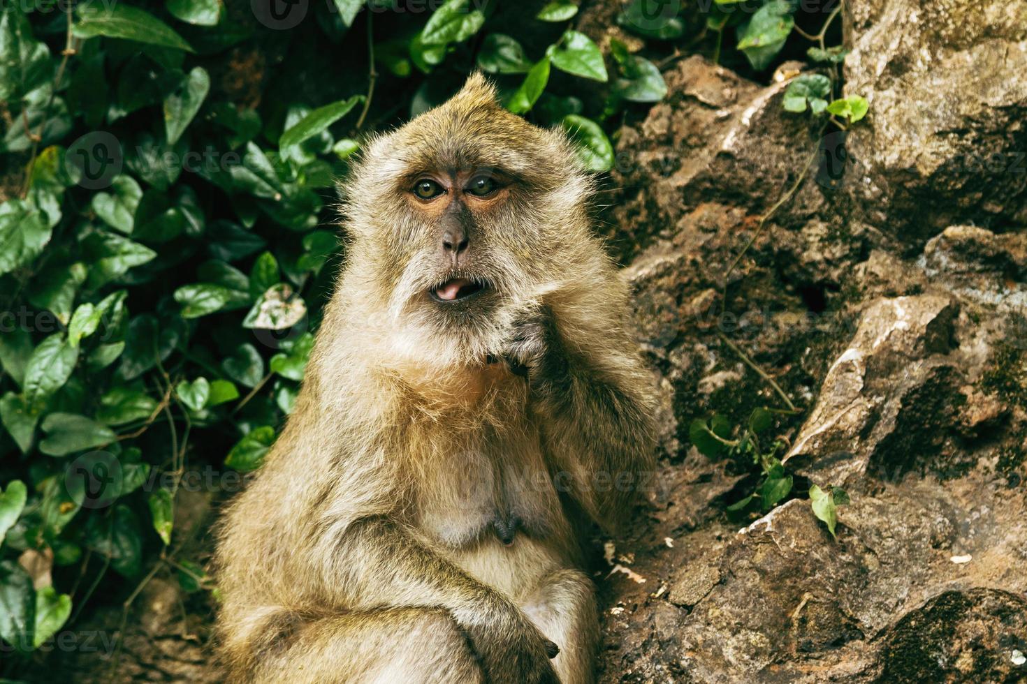 Adult macaque monkey sitting on rock in tropical forest. photo