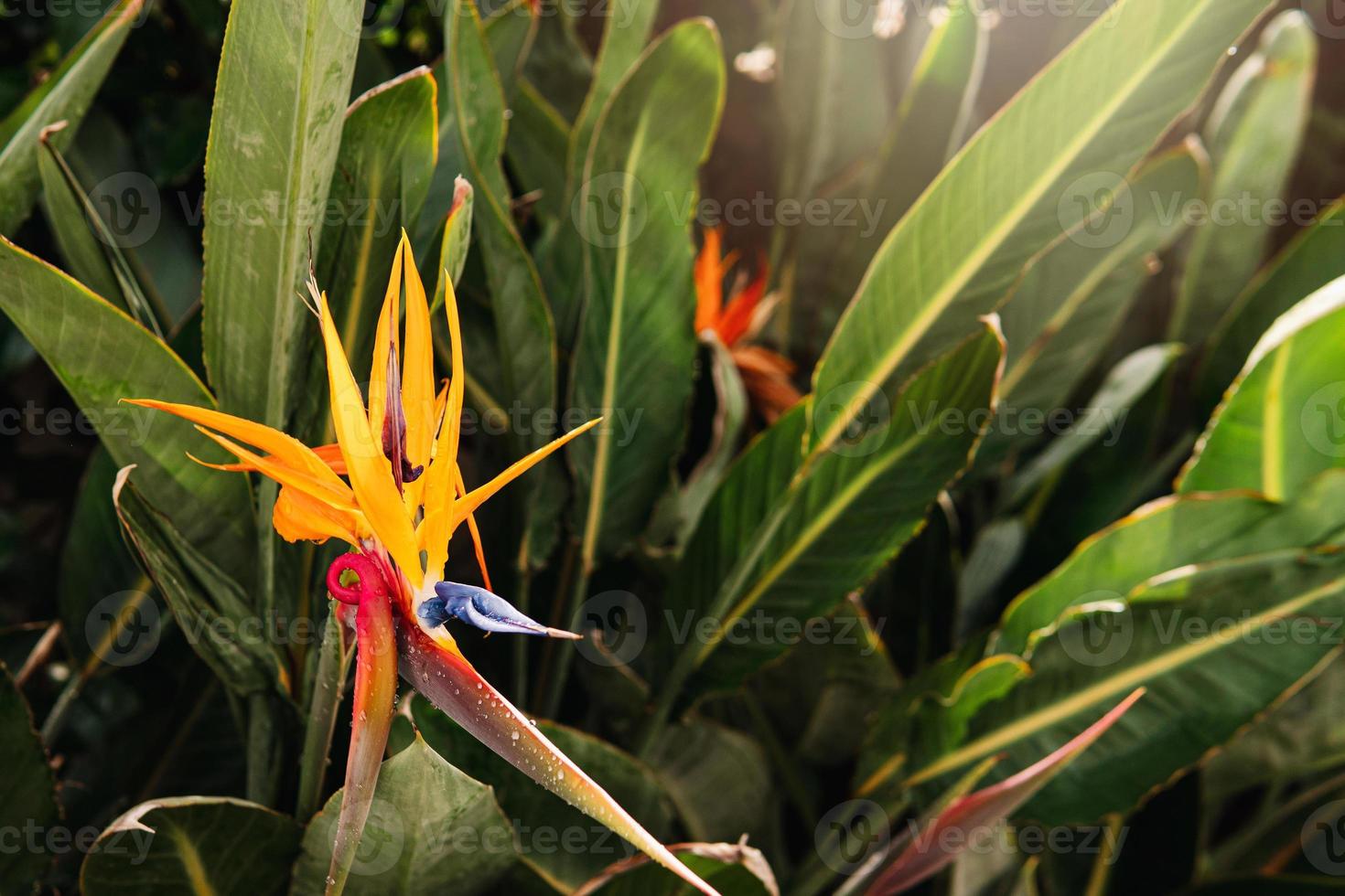 Closeup shot of bird of paradise flower in the tropical forest. photo