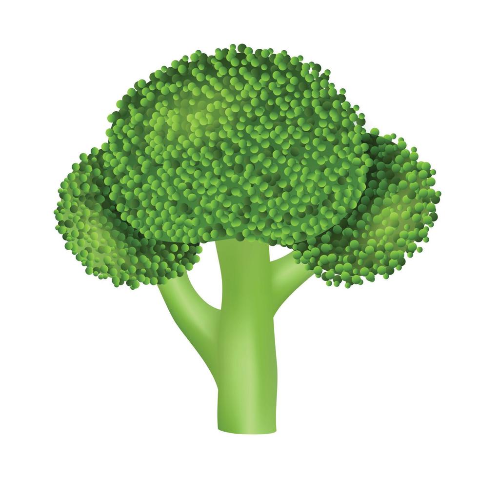 Natural broccoli icon, realistic style vector