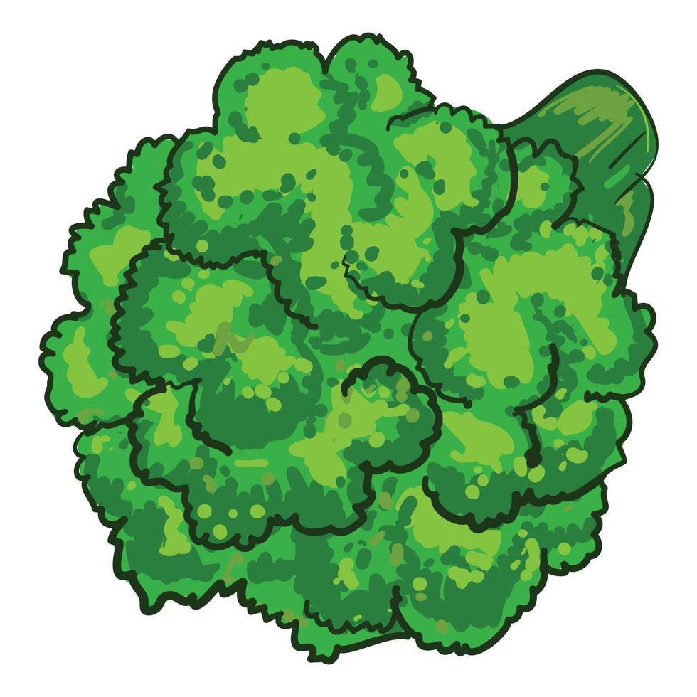 Natural broccoli icon, cartoon style vector