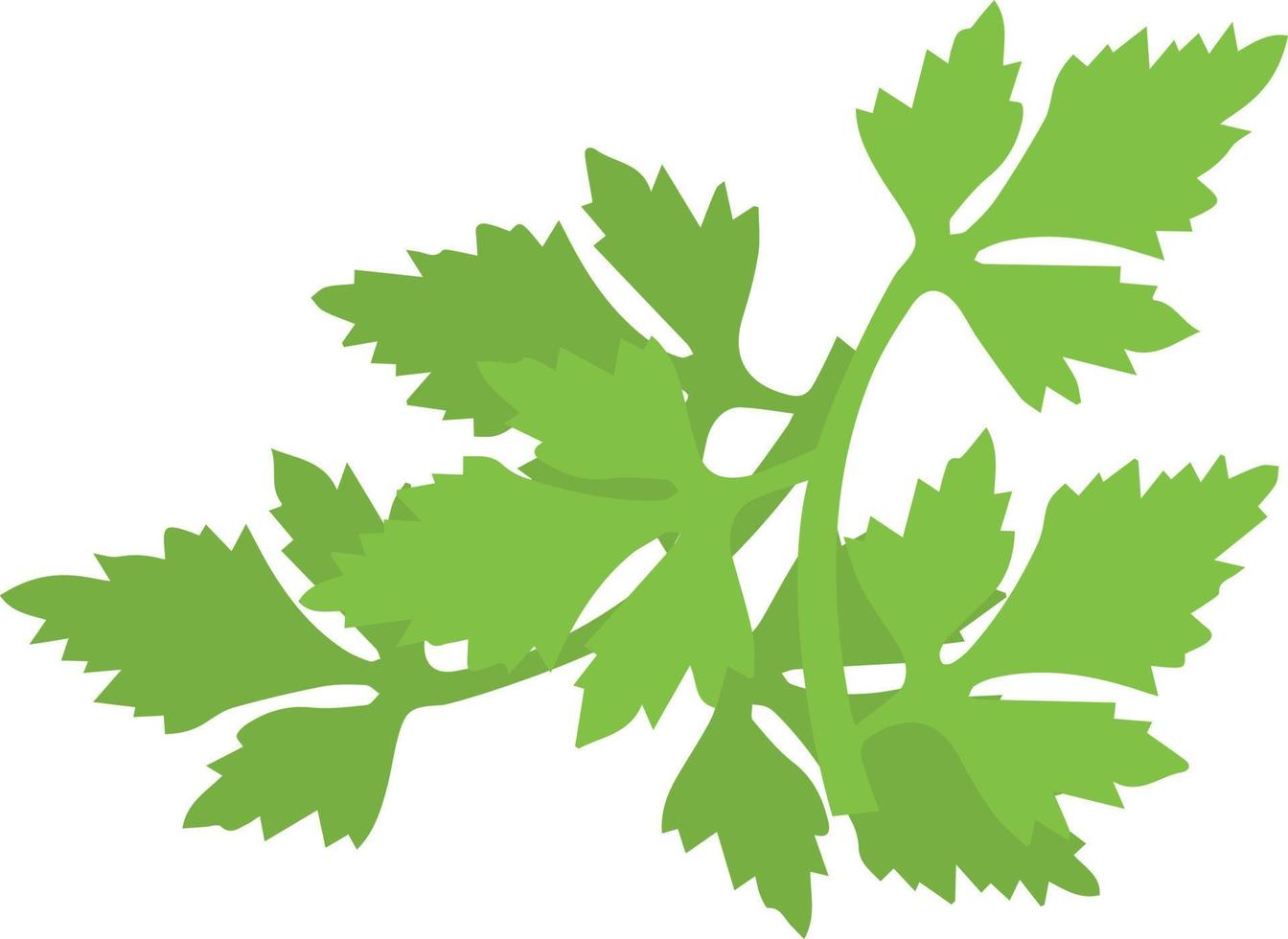 coriander vector illustration on a background.Premium quality symbols.vector icons for concept and graphic design.