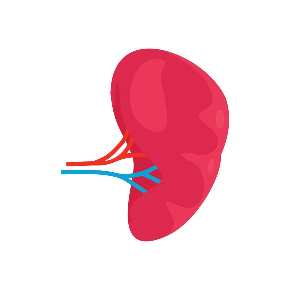 Health kidney icon, flat style vector