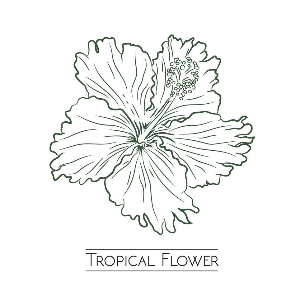 Tropical flower vector illustration design in handrawn style, perfect for brand product logo, walldecor and t shirt design