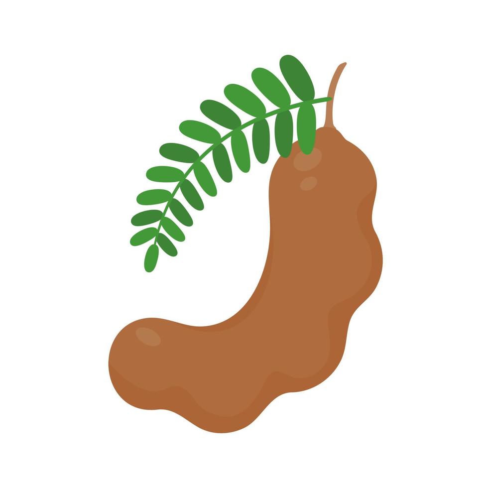 Sweet tamarind. A healthy fruit that is high in fiber. Help the digestive system for vegetarians vector