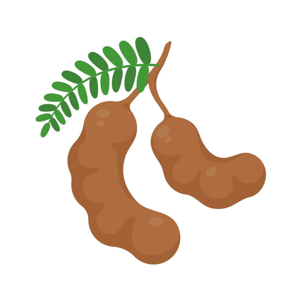 Sweet tamarind. A healthy fruit that is high in fiber. Help the digestive system for vegetarians vector
