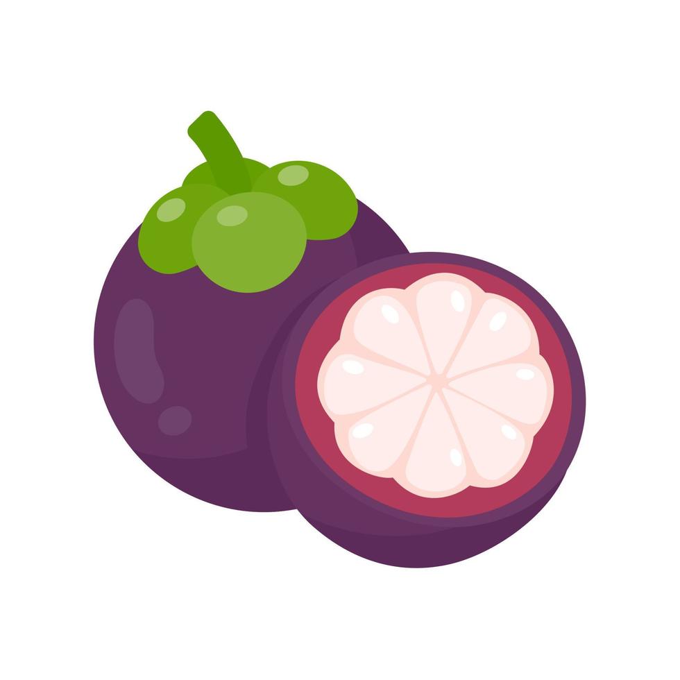 purple mangosteen sweet tropical fruit vector