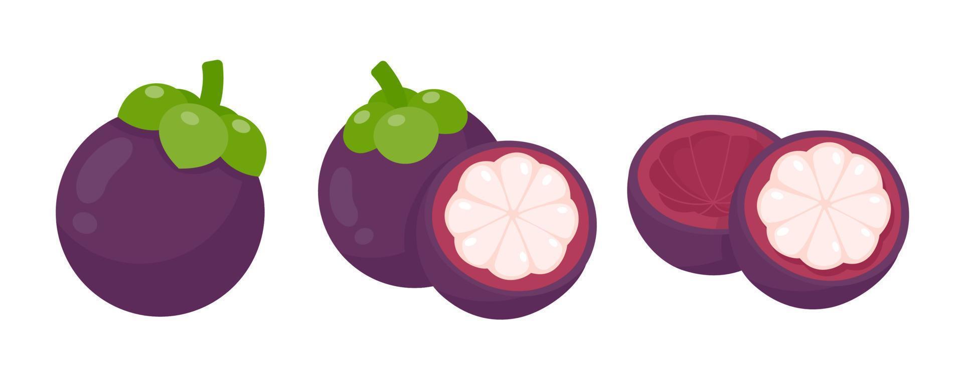 purple mangosteen sweet tropical fruit vector