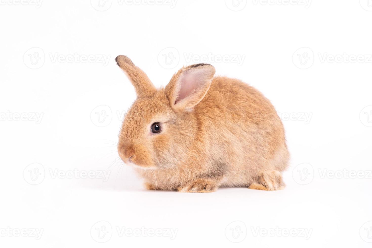 las orejas erguidas de conejo marrón rojo, peludas y esponjosas, están sentadas en la cámara, aisladas en fondo blanco. concepto de mascota roedor y pascua. foto