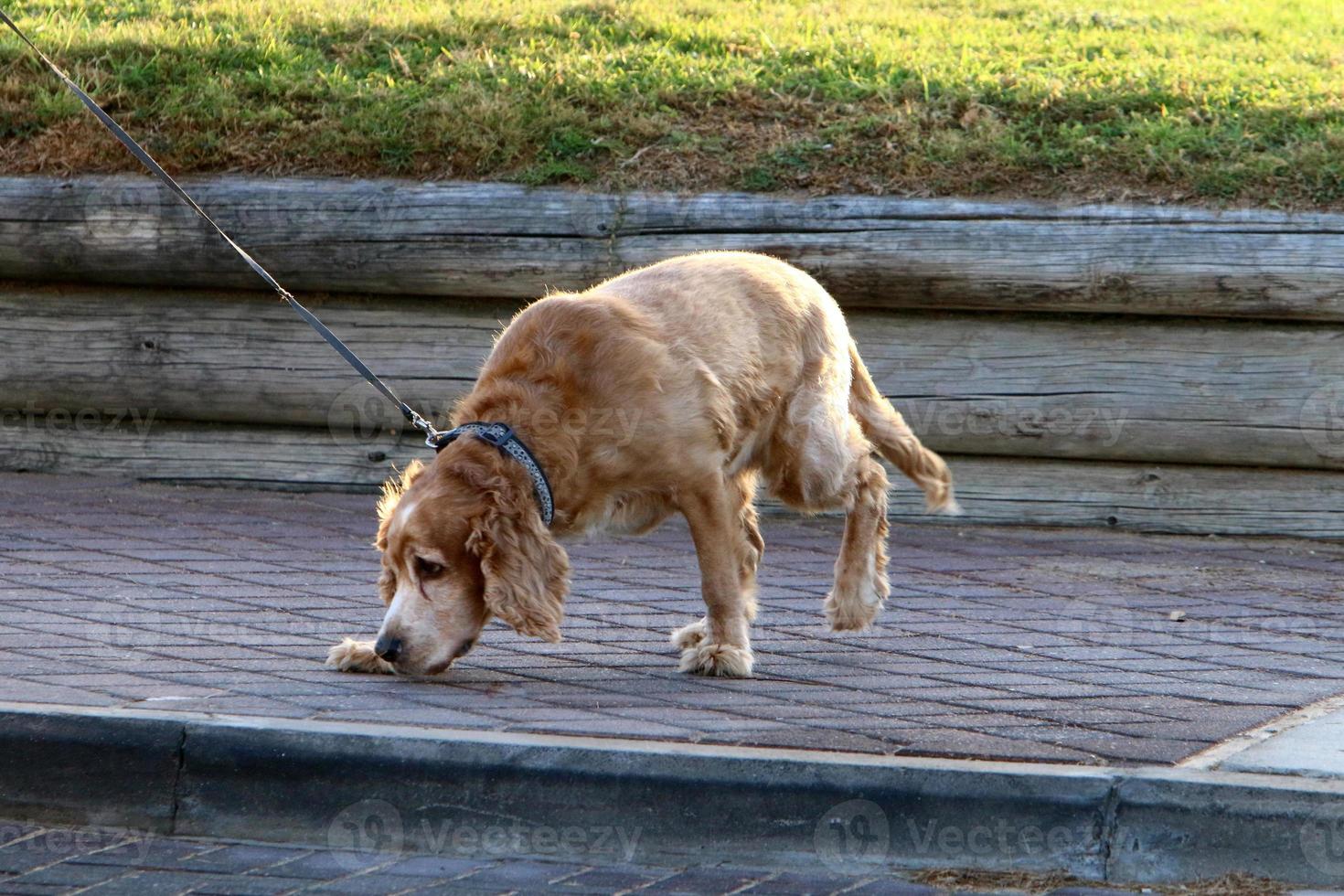 perro en un paseo por el parque de la ciudad. foto