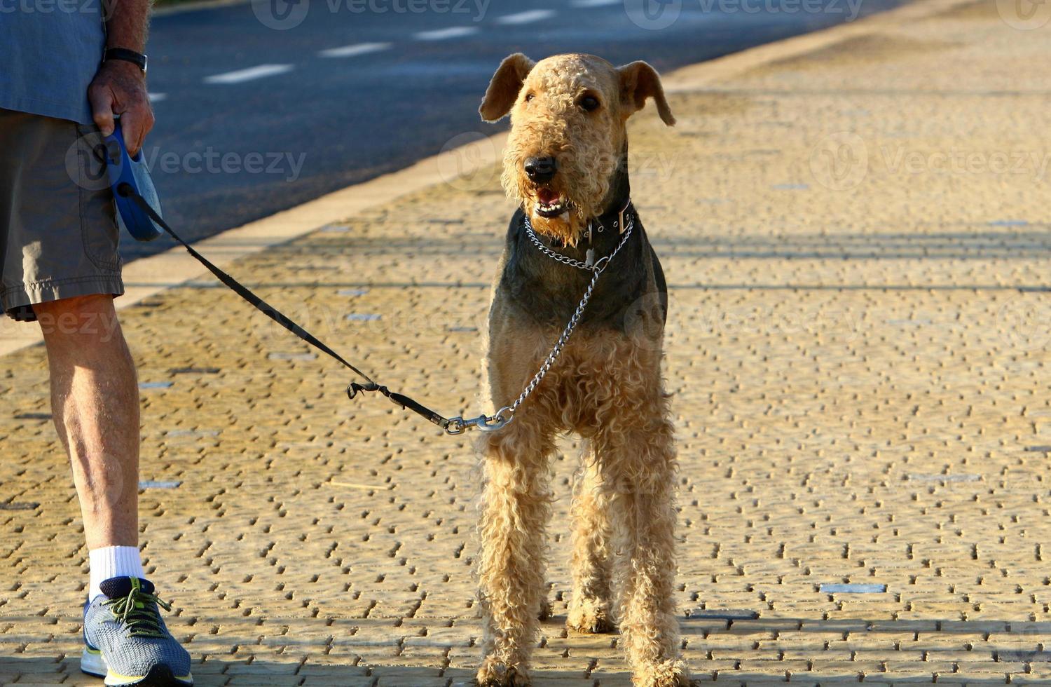 Dog on a walk in the city park. photo