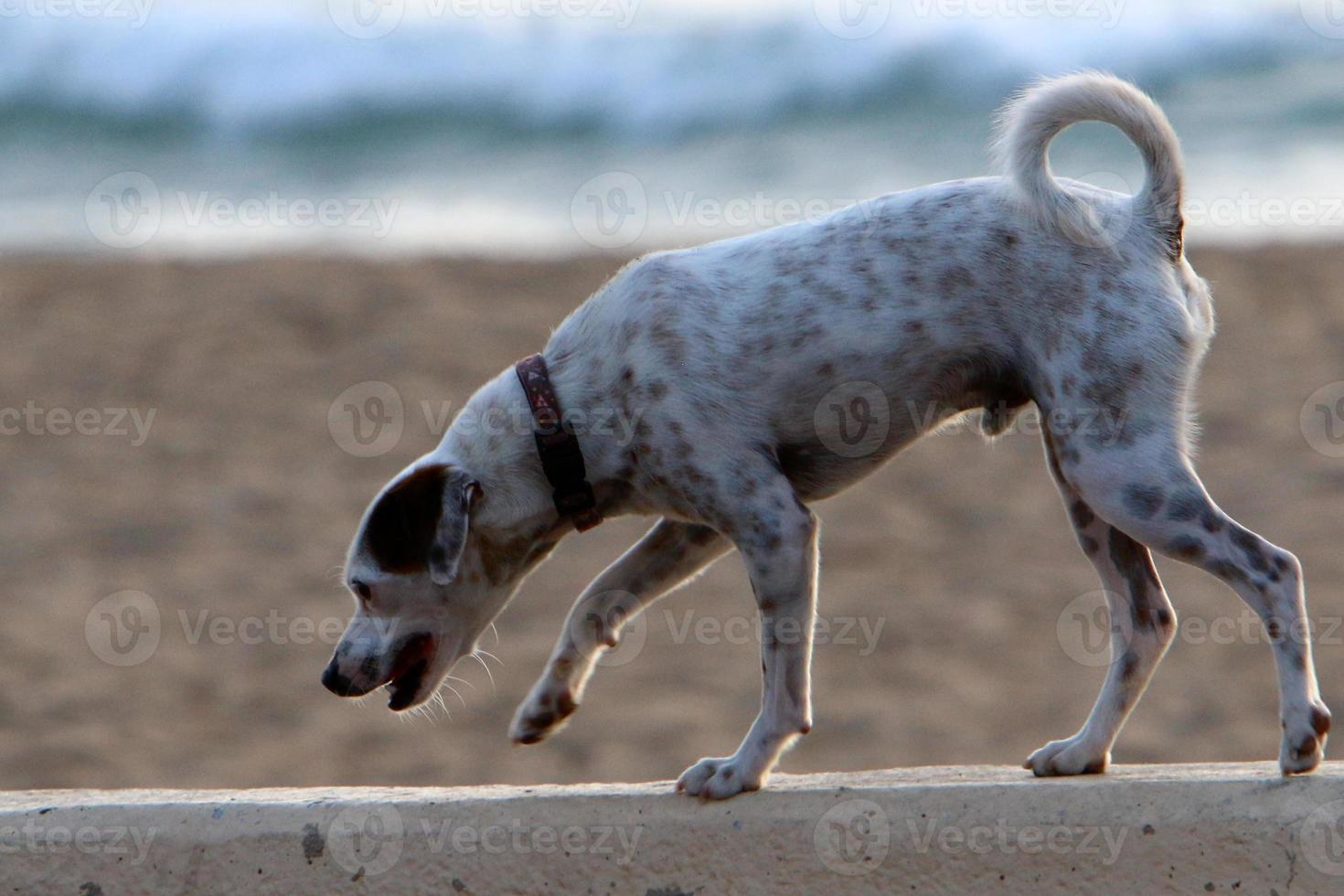 perro en un paseo por el parque de la ciudad. foto