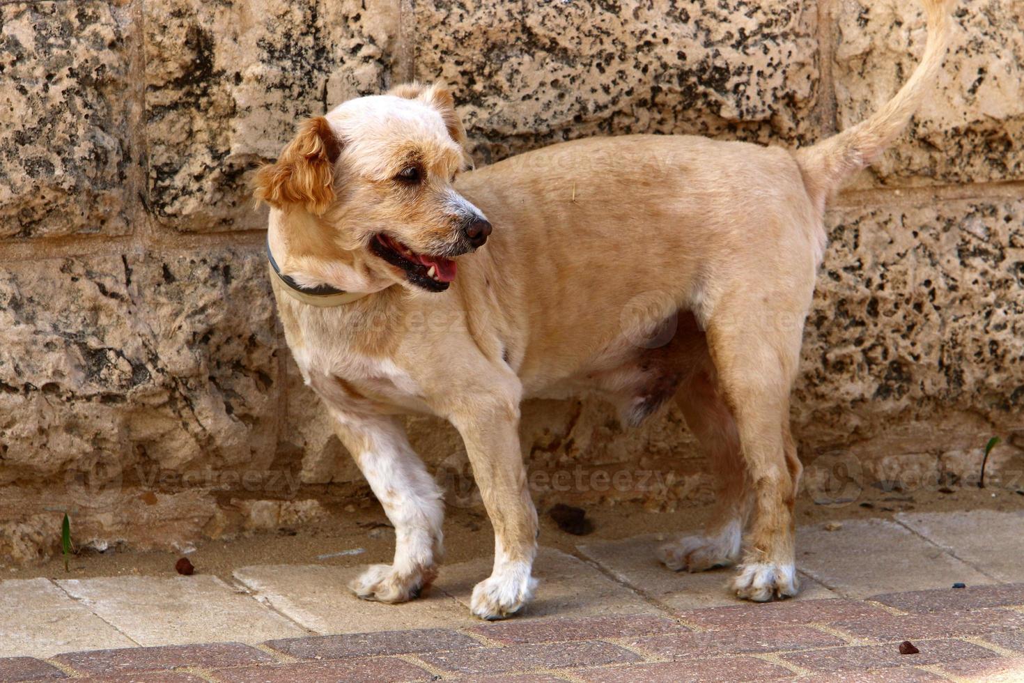 Dog on a walk in the city park. photo