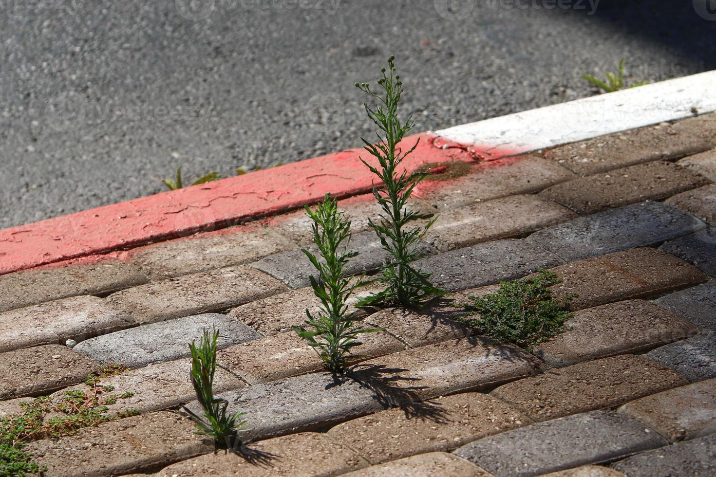 Green plants and flowers grow on rocks and mountain cliffs. photo