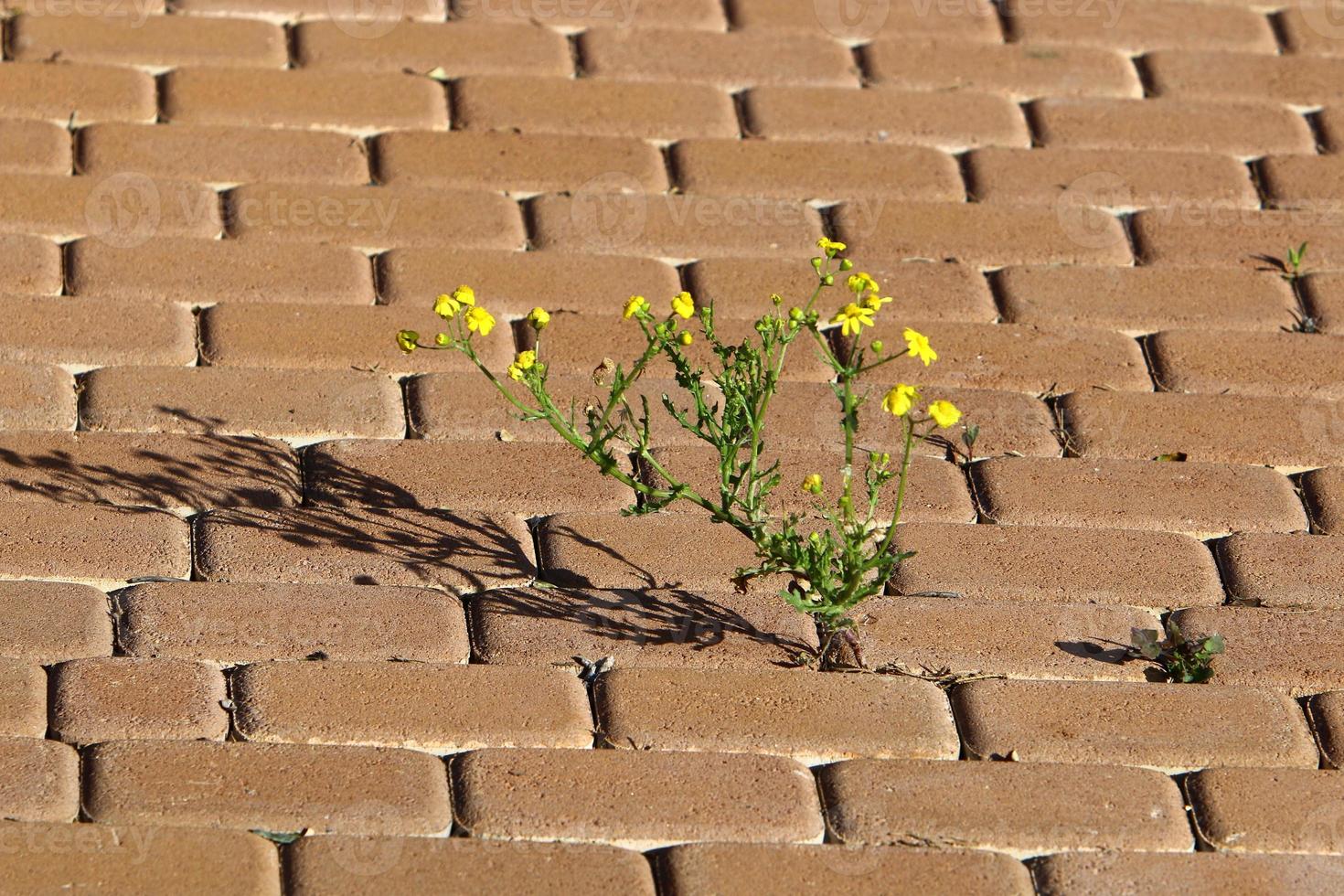 Green plants and flowers grow on rocks and mountain cliffs. photo