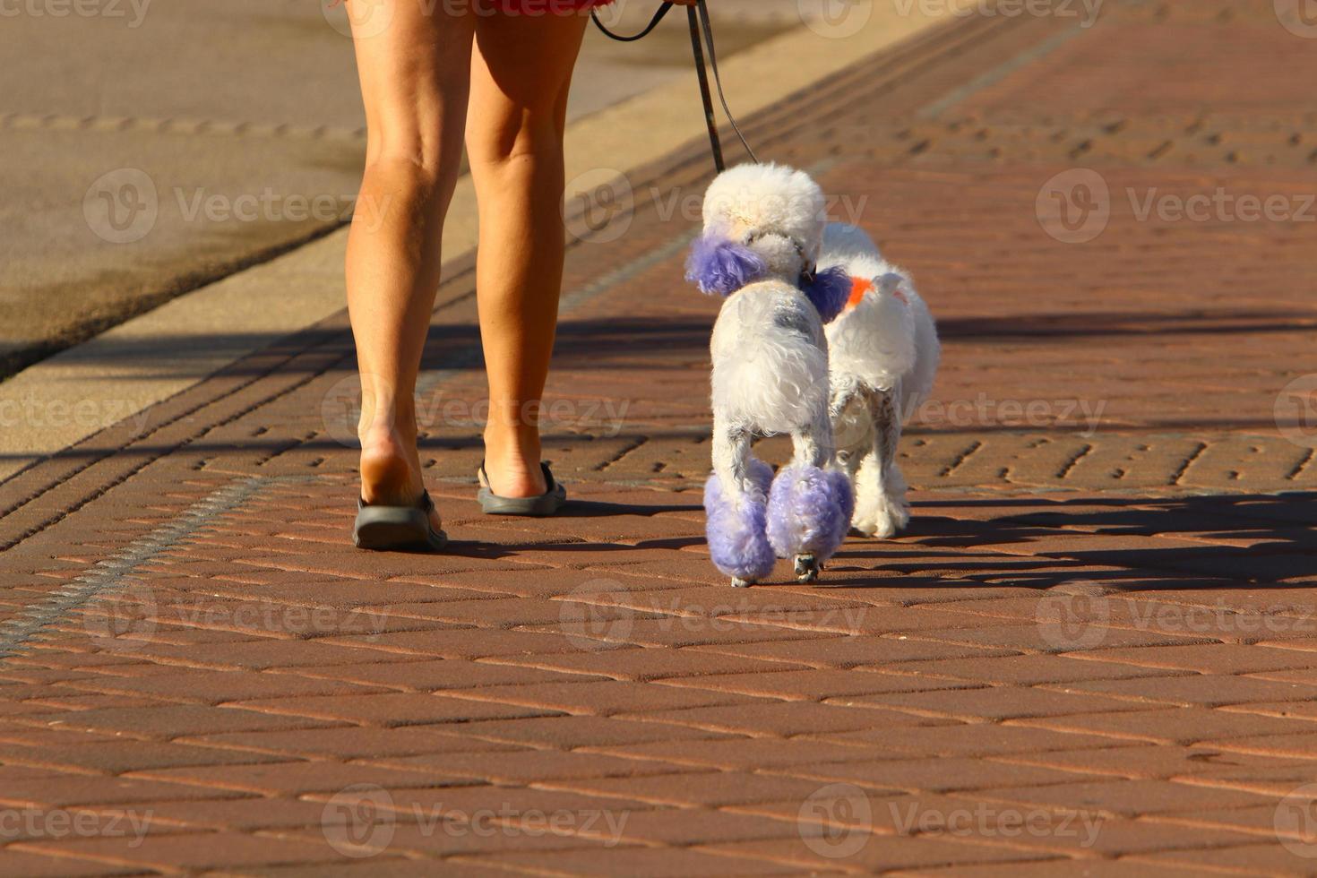 Dog on a walk in the city park. photo