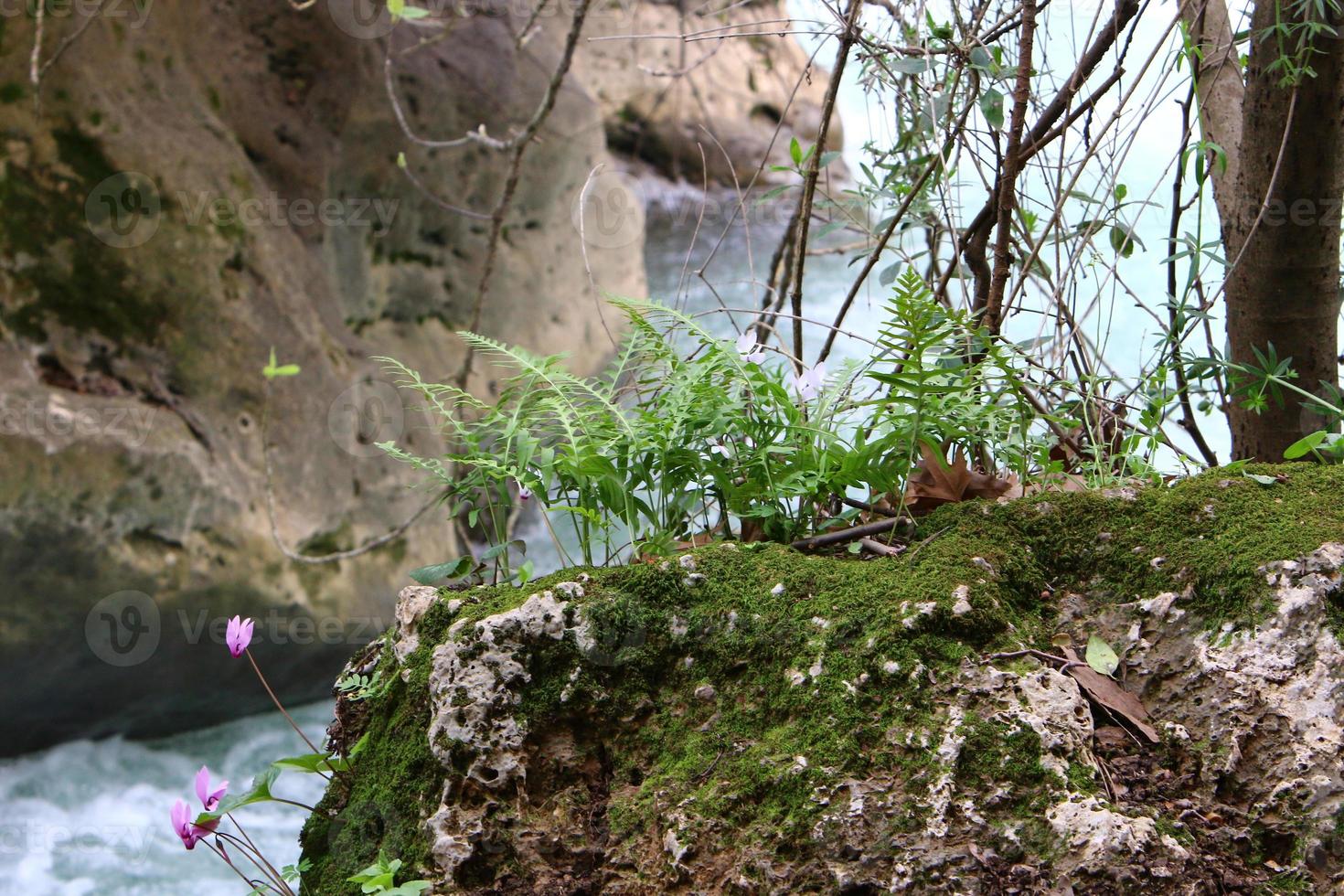 Green plants and flowers grow on rocks and mountain cliffs. photo