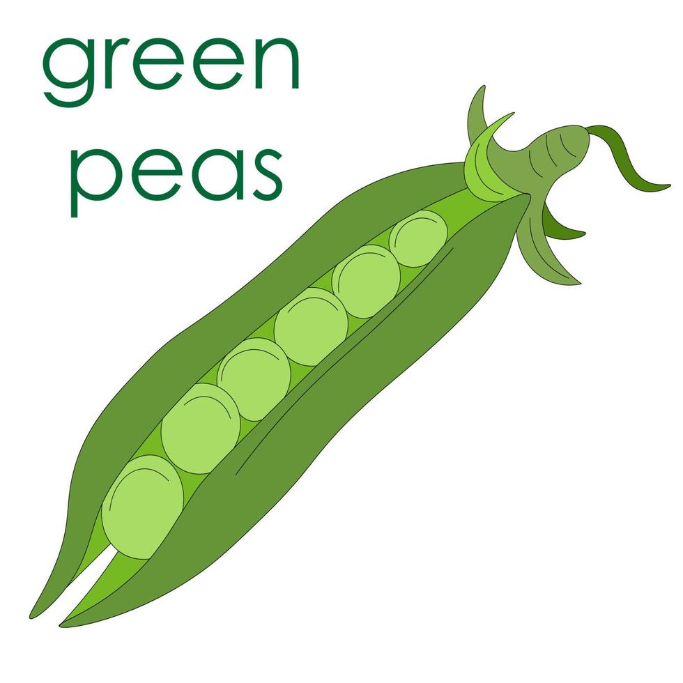 Green peas, one open pod of green rest without leaves. Vegetarian food. eco-friendly, organic farm product. rustic micro-greenery. vegetable pod for canned food vector