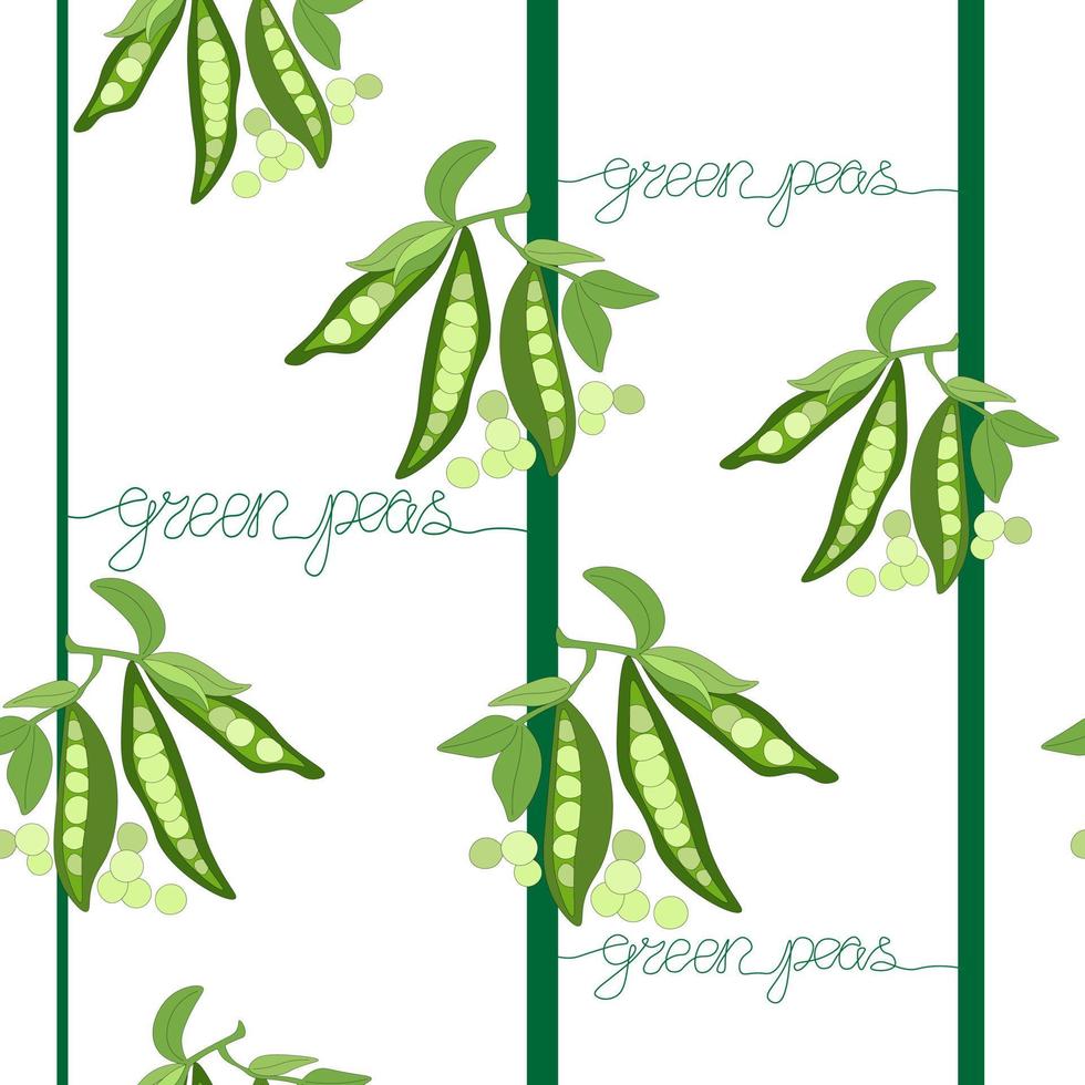 Seamless pattern of green pea twigs with leaves and pods of open peas. Vegetables without nitrates, farm product. lettering without lifting your hands off the line. vector