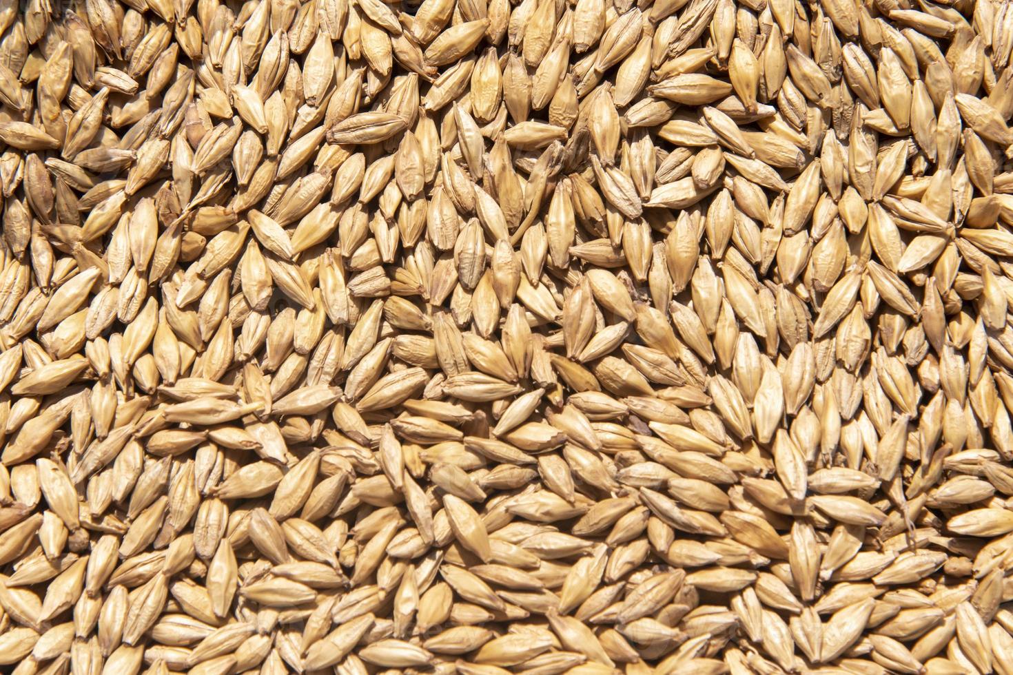 pilsen malt grain forming texture for background photo