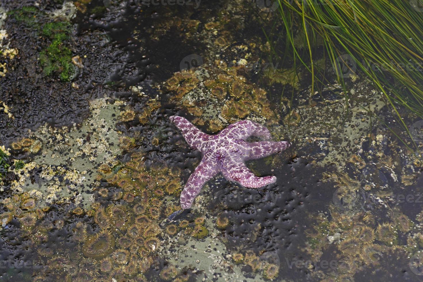 Purple Sea Star at Low Tide photo