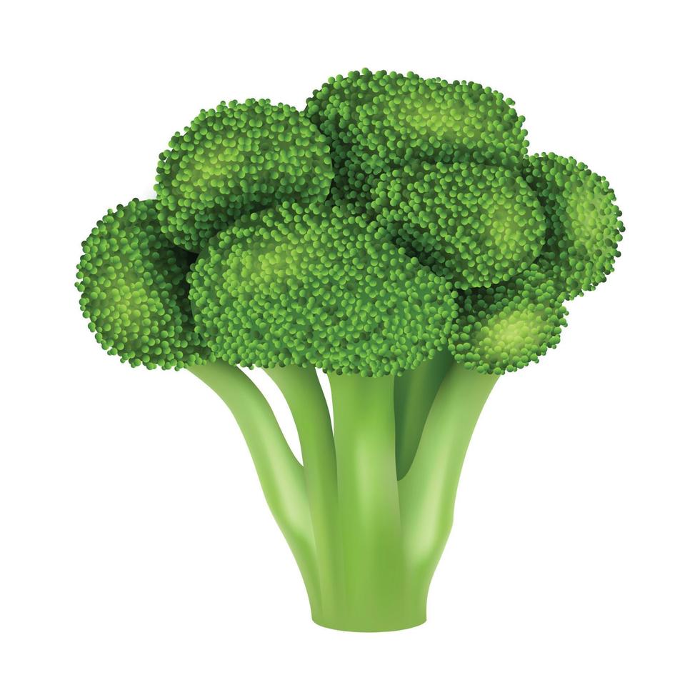 Fresh broccoli icon, realistic style vector