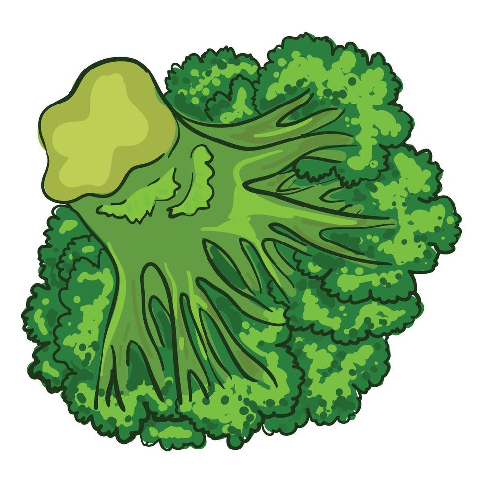 Vegan broccoli icon, cartoon style vector