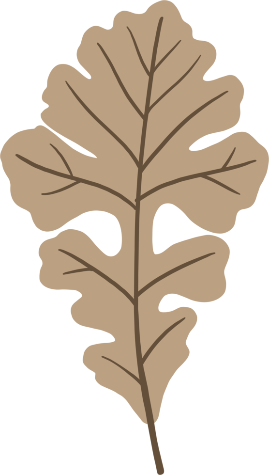 simplicity maple freehand drawing flat design. png